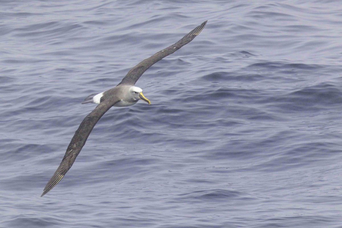Buller's Albatross - ML646910286