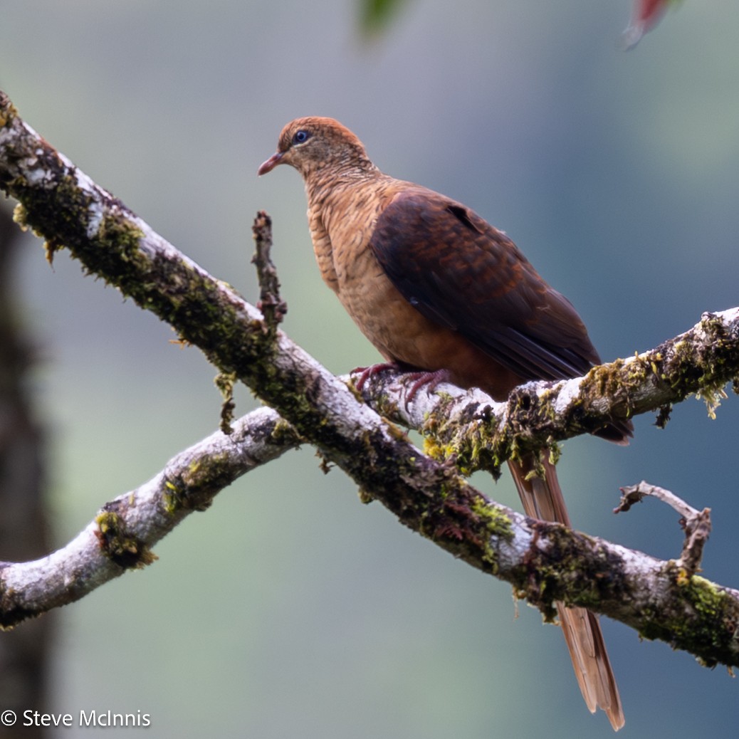 Amboyna Cuckoo-Dove - ML646910289