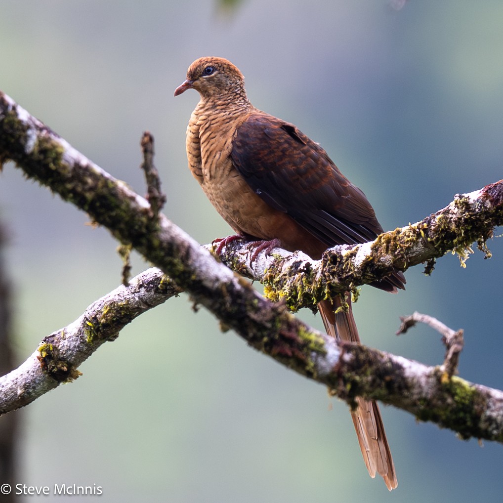 Amboyna Cuckoo-Dove - ML646910290