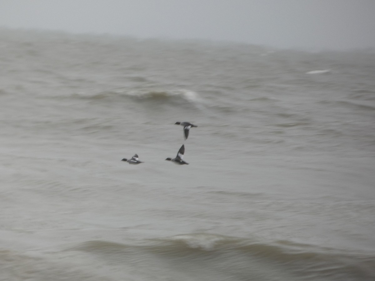 Common Goldeneye - ML646910294