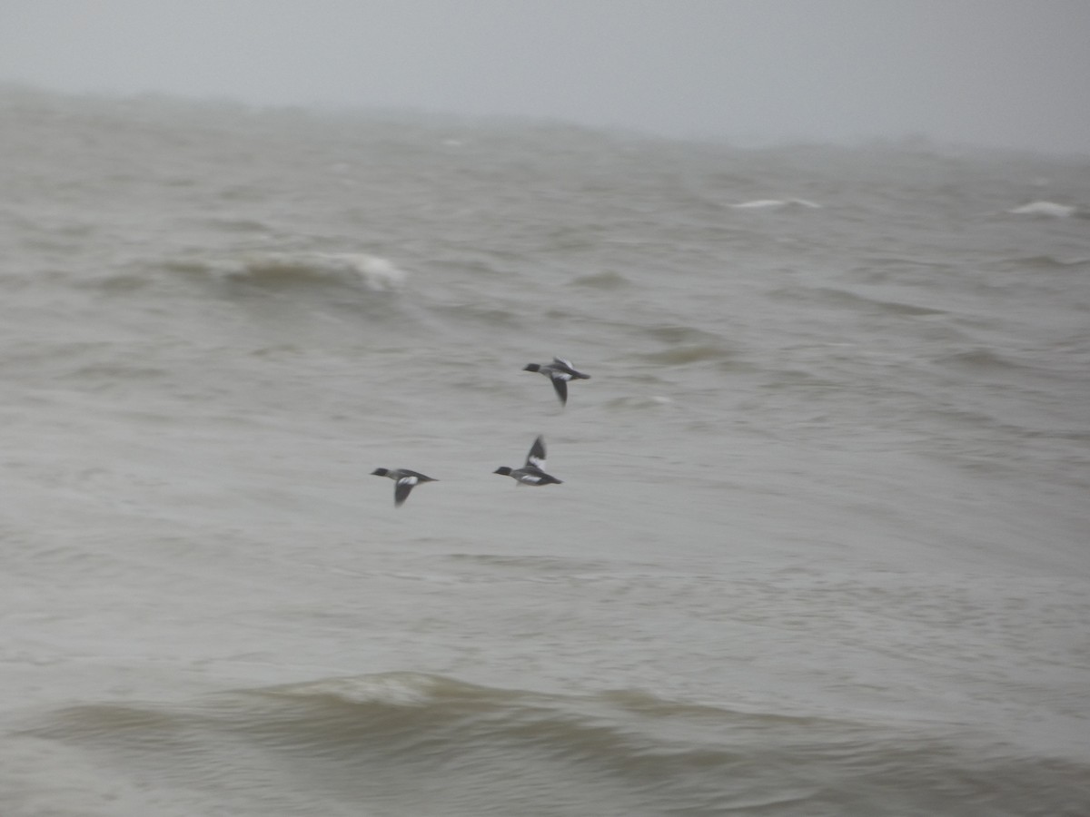 Common Goldeneye - ML646910295