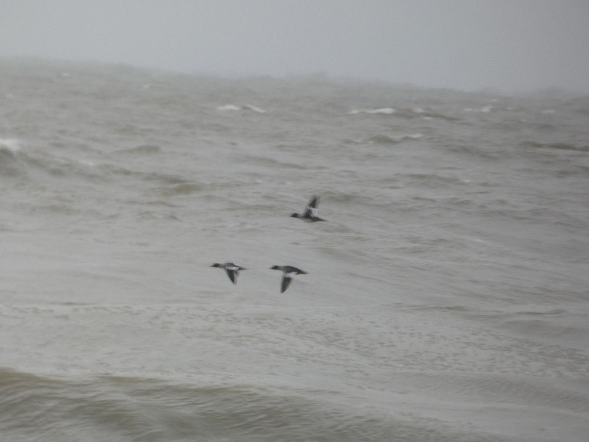 Common Goldeneye - ML646910296