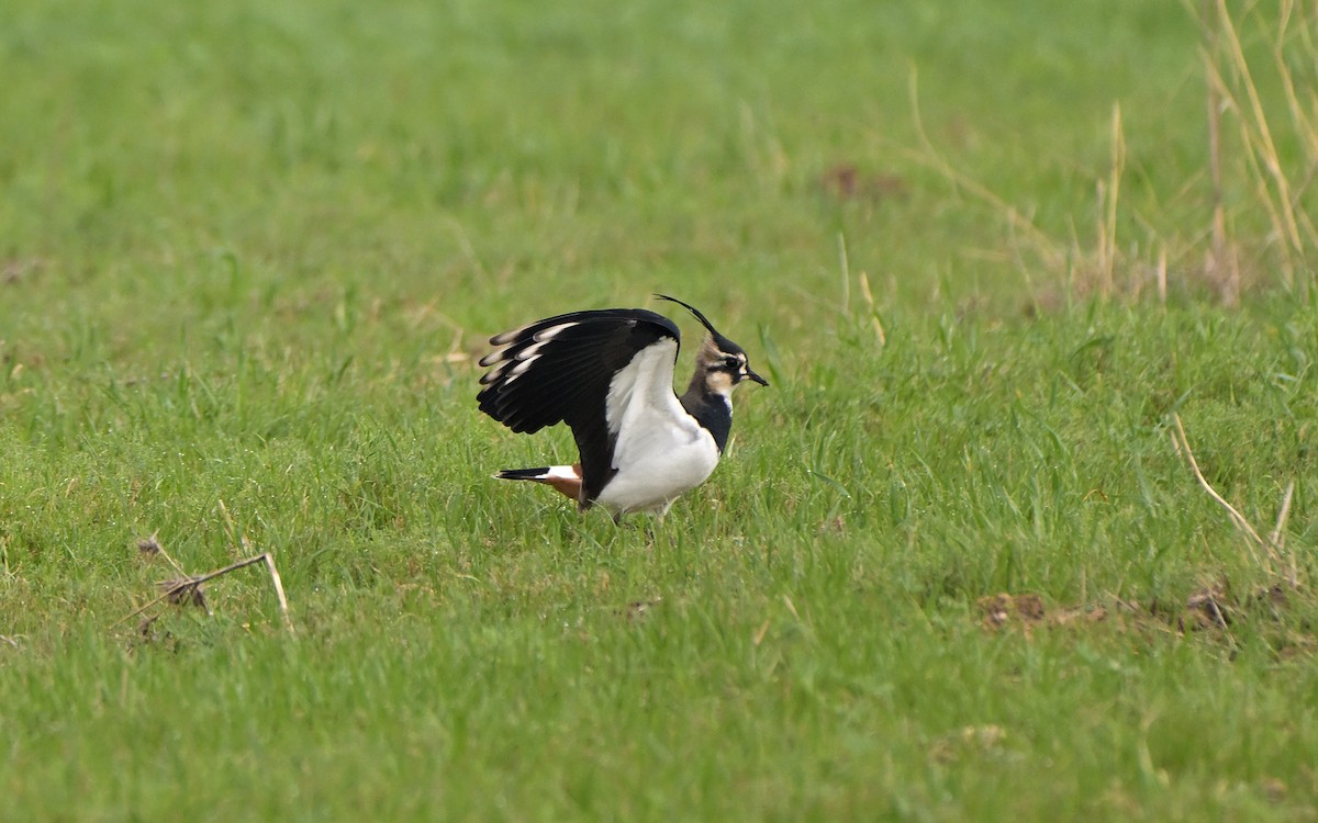 čejka chocholatá - ML646910298