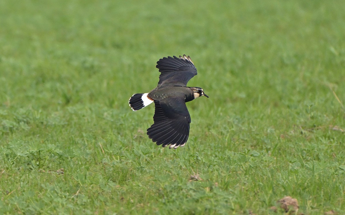 čejka chocholatá - ML646910299
