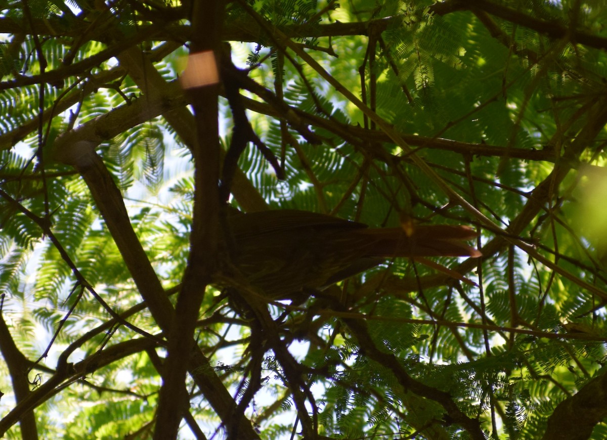 Buff-browed Foliage-gleaner - ML646910300