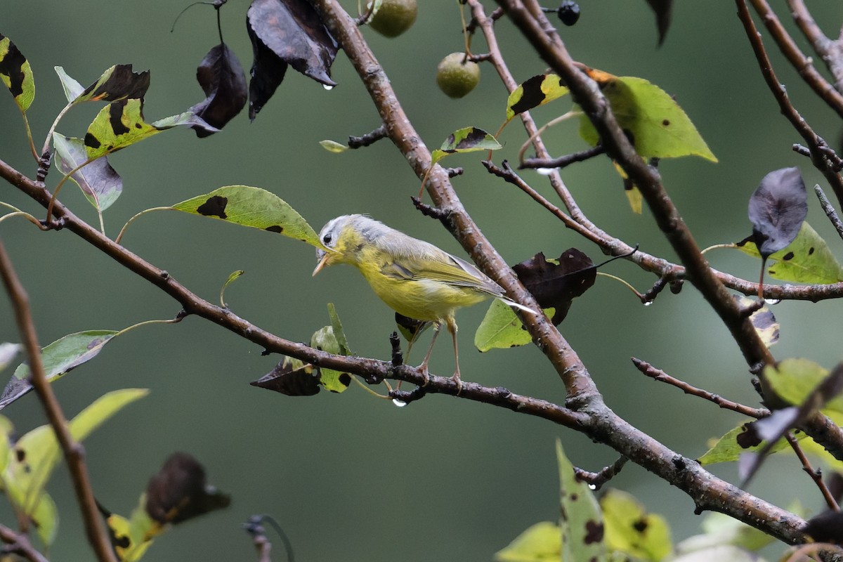 budníček šedohlavý - ML646910301