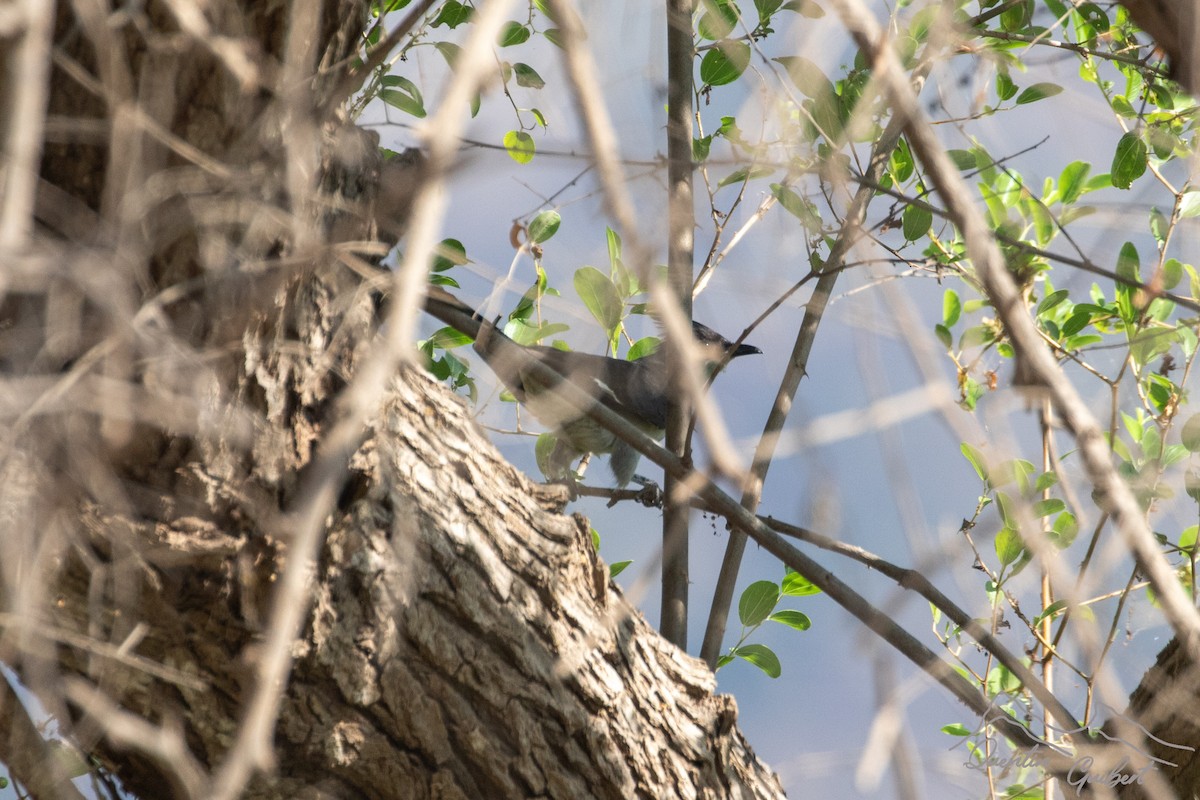 Pied Cuckoo - ML646910304