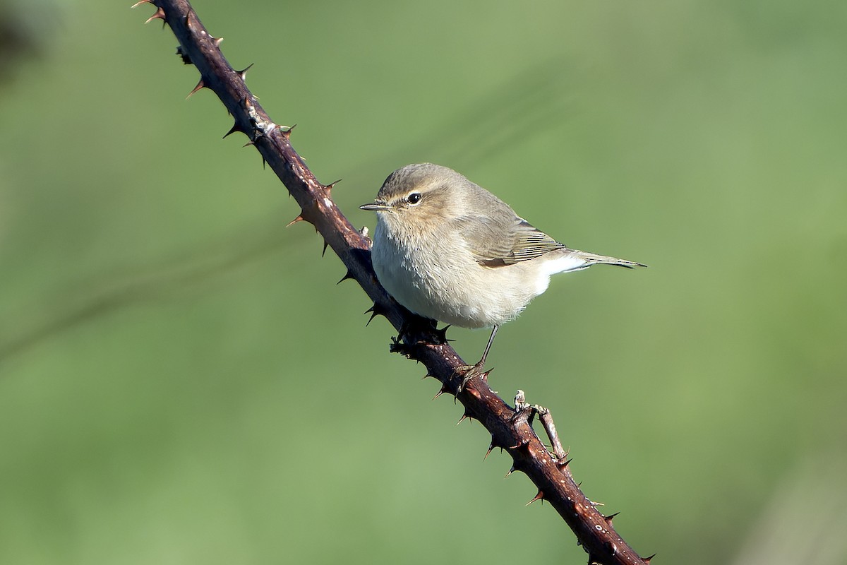 Çıvgın (tristis) - ML646910307