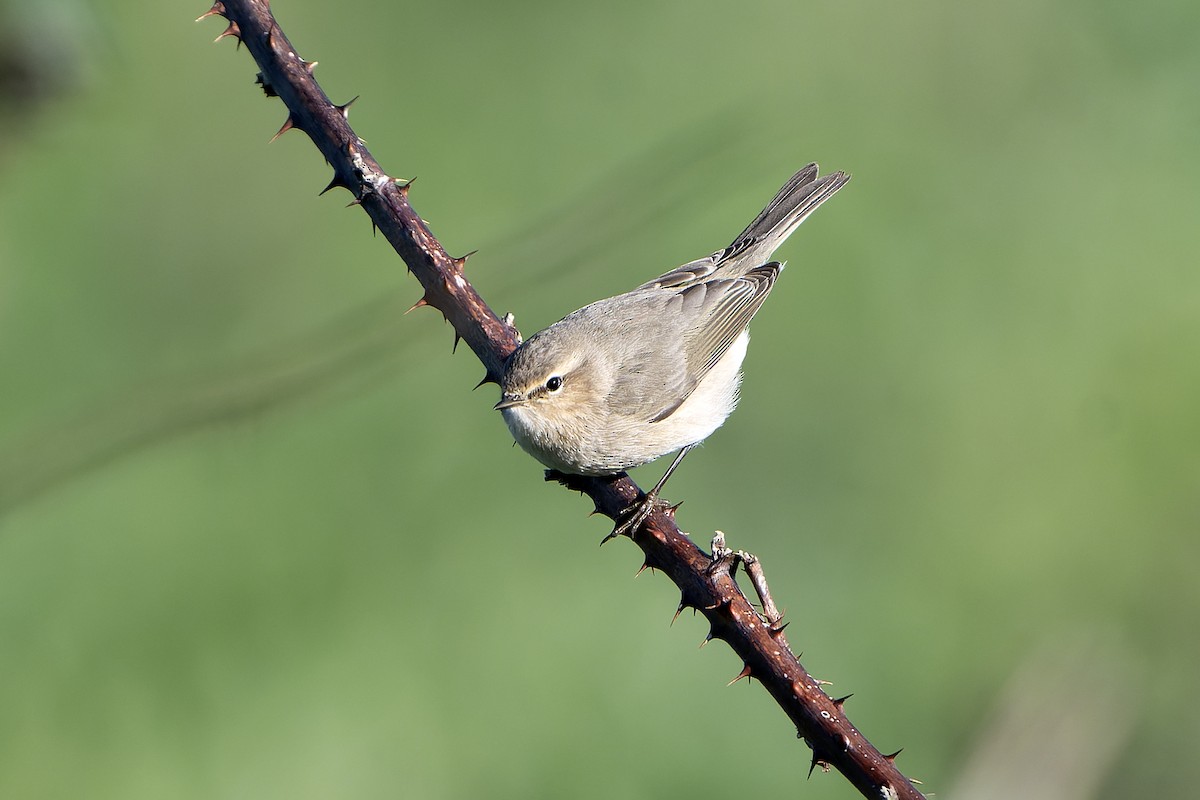 Çıvgın (tristis) - ML646910308