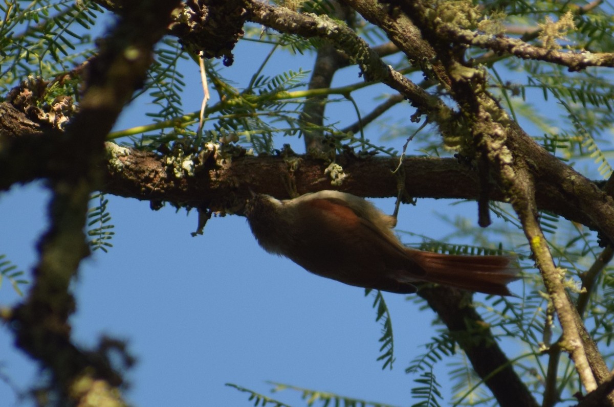 Stripe-crowned Spinetail - ML646910311