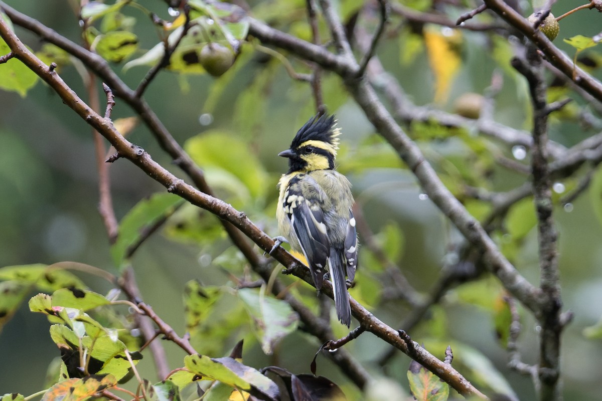Himalayan Black-lored Tit - ML646910312