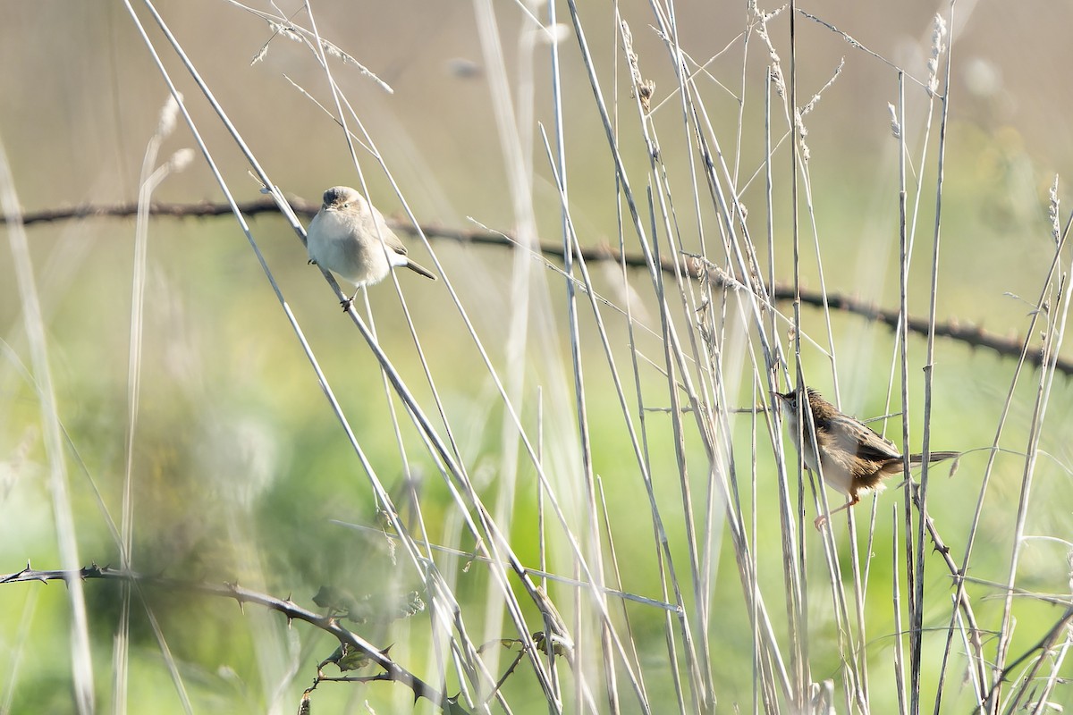 Çıvgın (tristis) - ML646910313