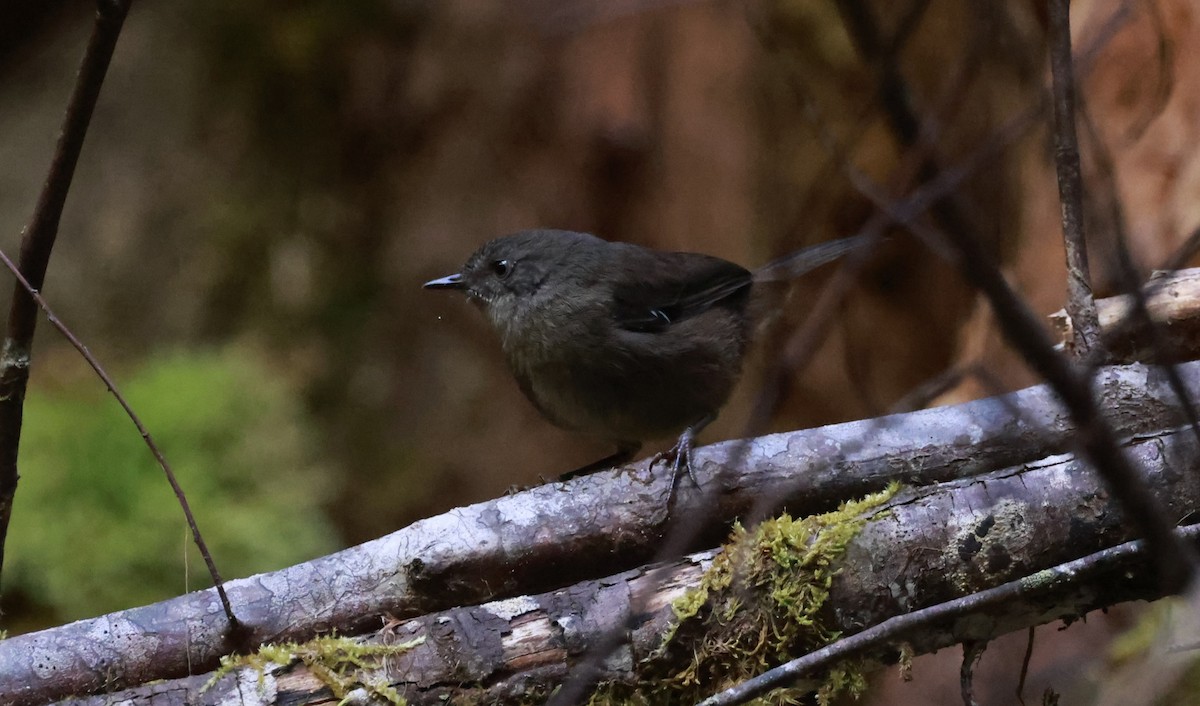 tasmankrattsmett - ML646910323