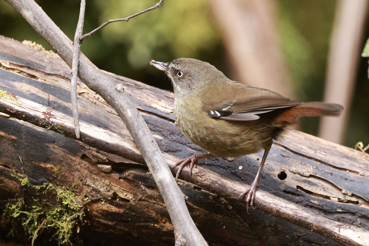 tasmankrattsmett - ML646910324