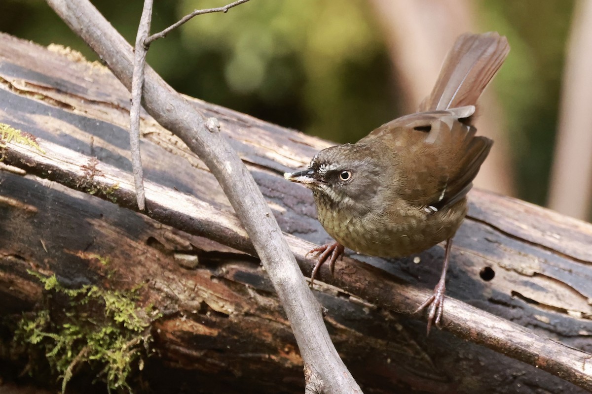 tasmankrattsmett - ML646910325