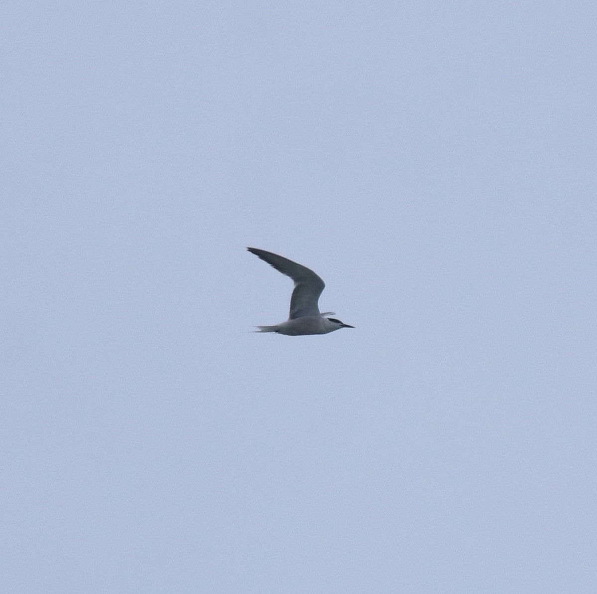 燕鷗 - ML646910335