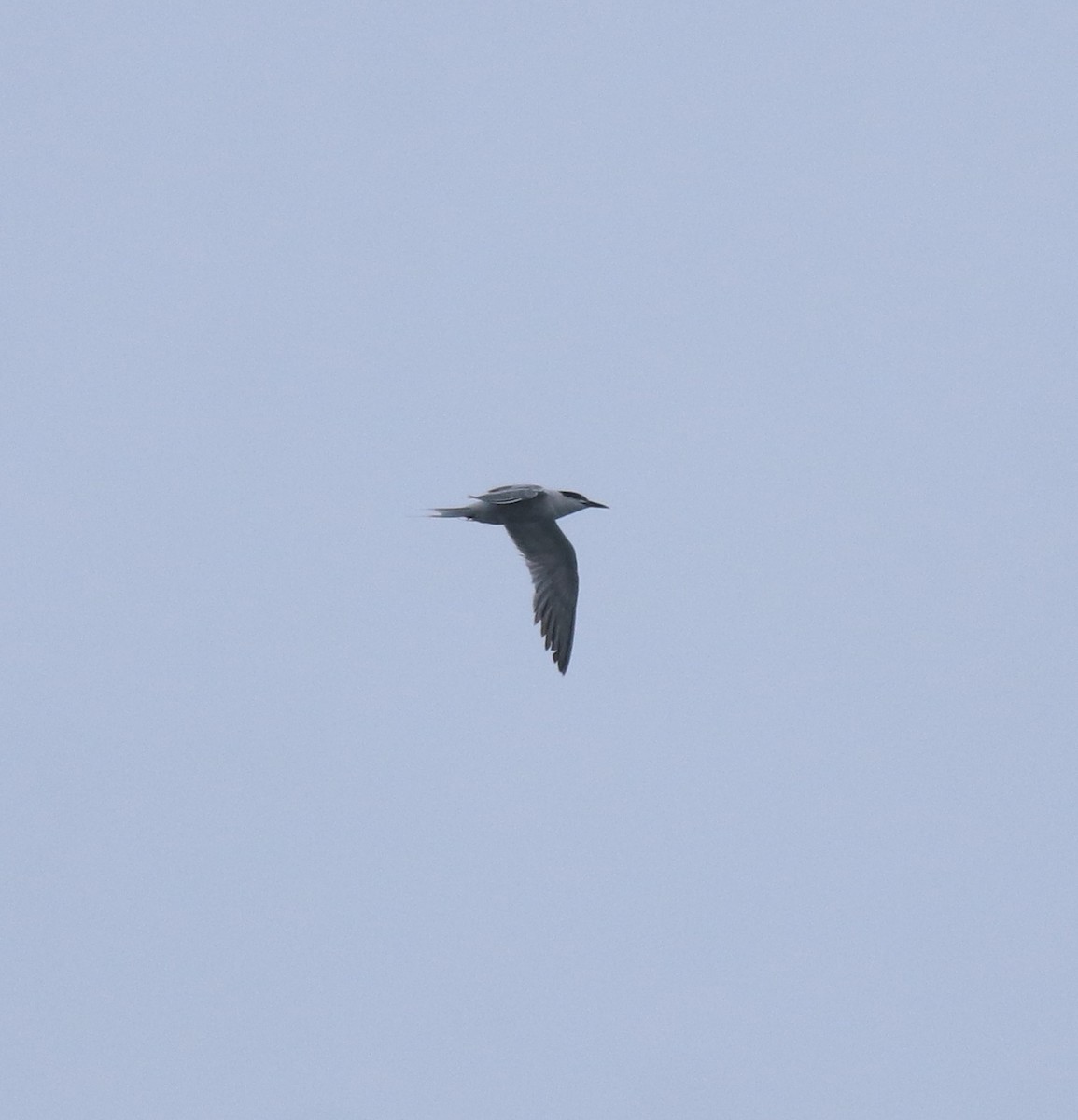 燕鷗 - ML646910341