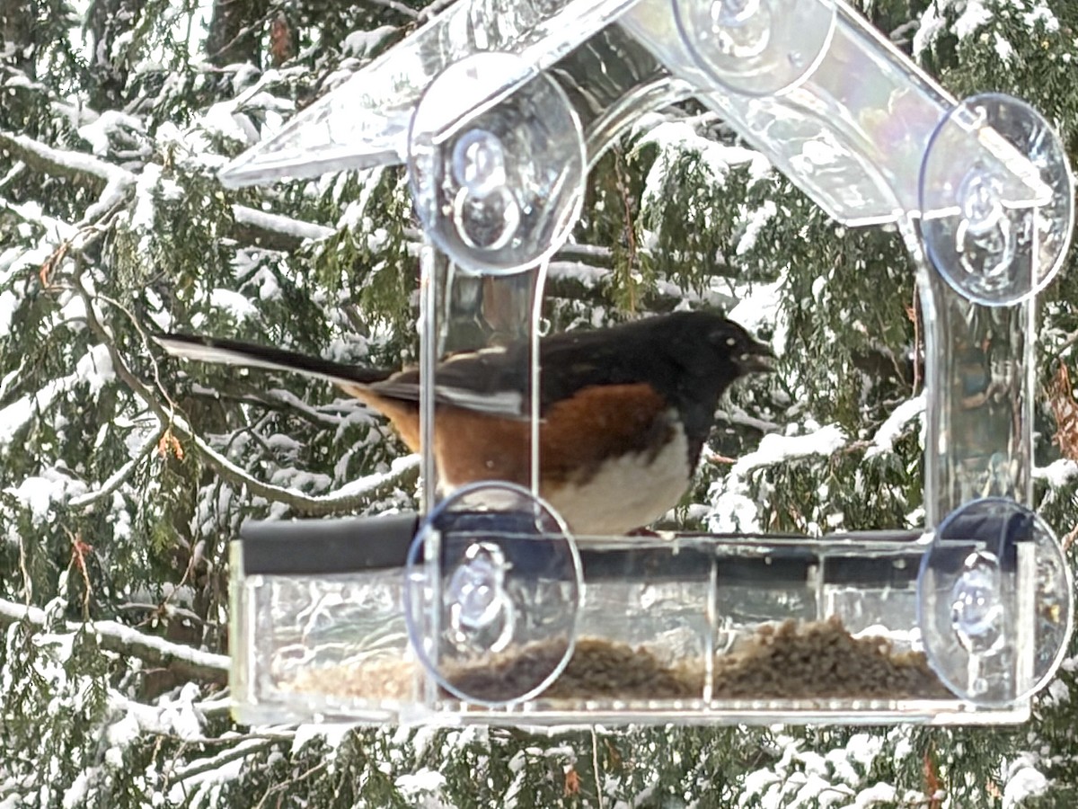 rødsidetovi - ML646910344