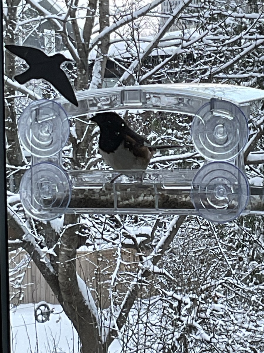 rødsidetovi - ML646910345