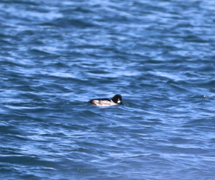 Common Goldeneye - ML646910346