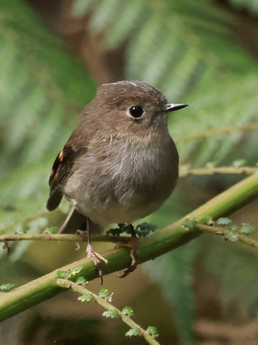 Pink Robin - ML646910357