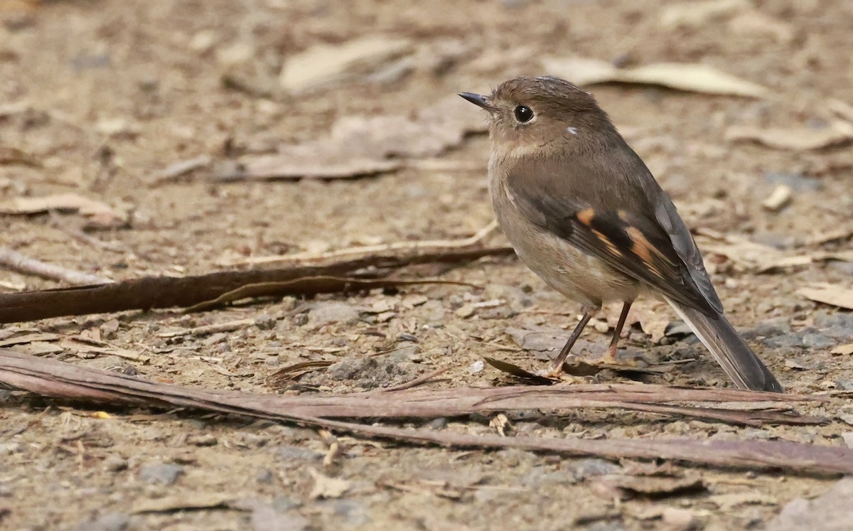 Pink Robin - ML646910358
