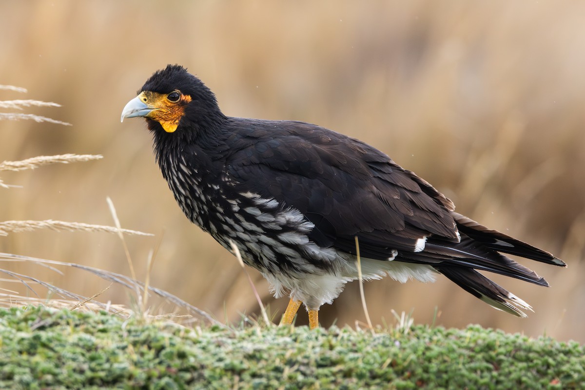 čimango andský - ML646910363