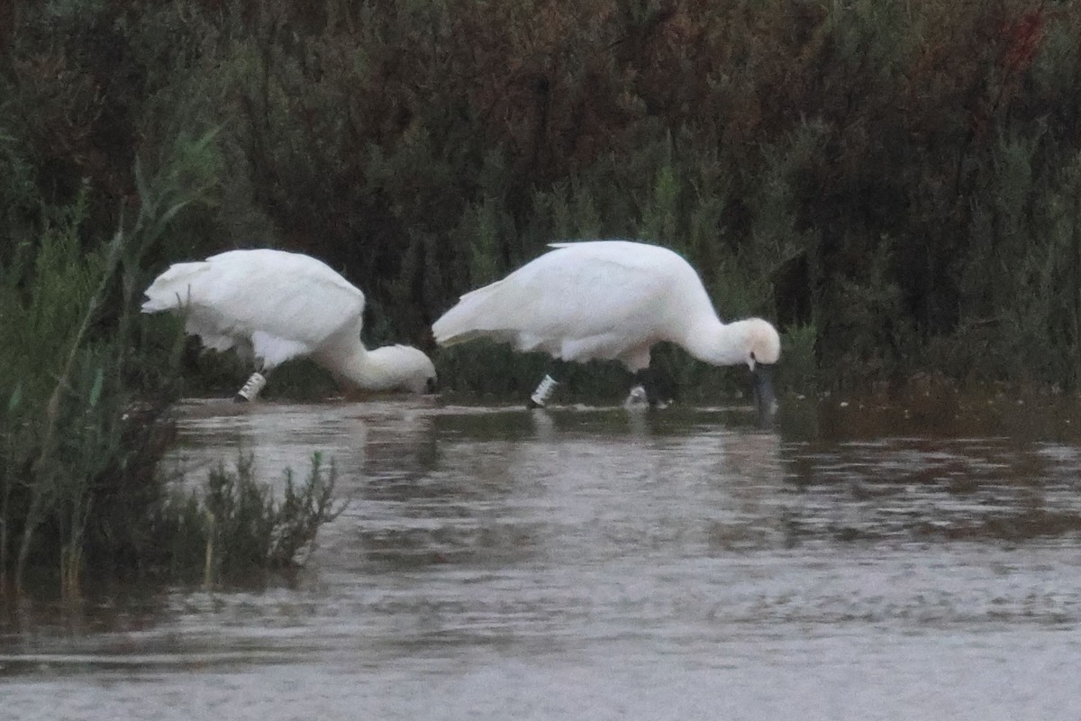 Spatola - ML646910368