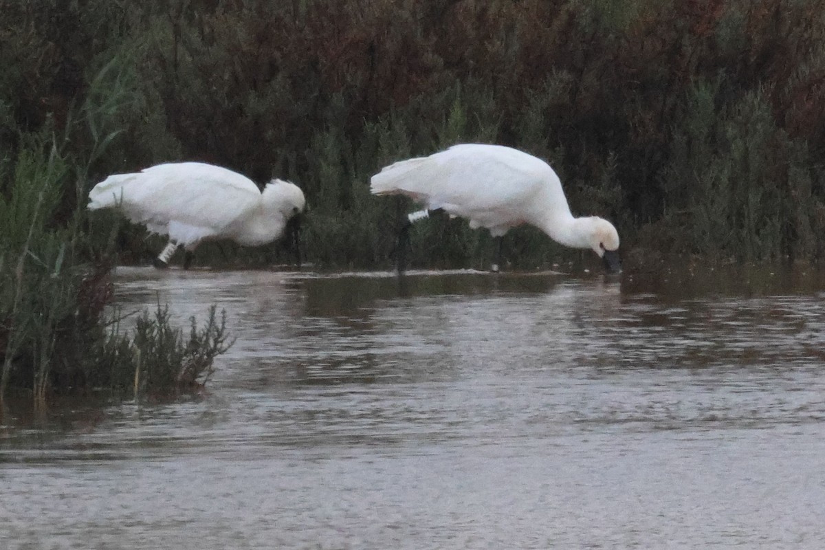 Spatola - ML646910369