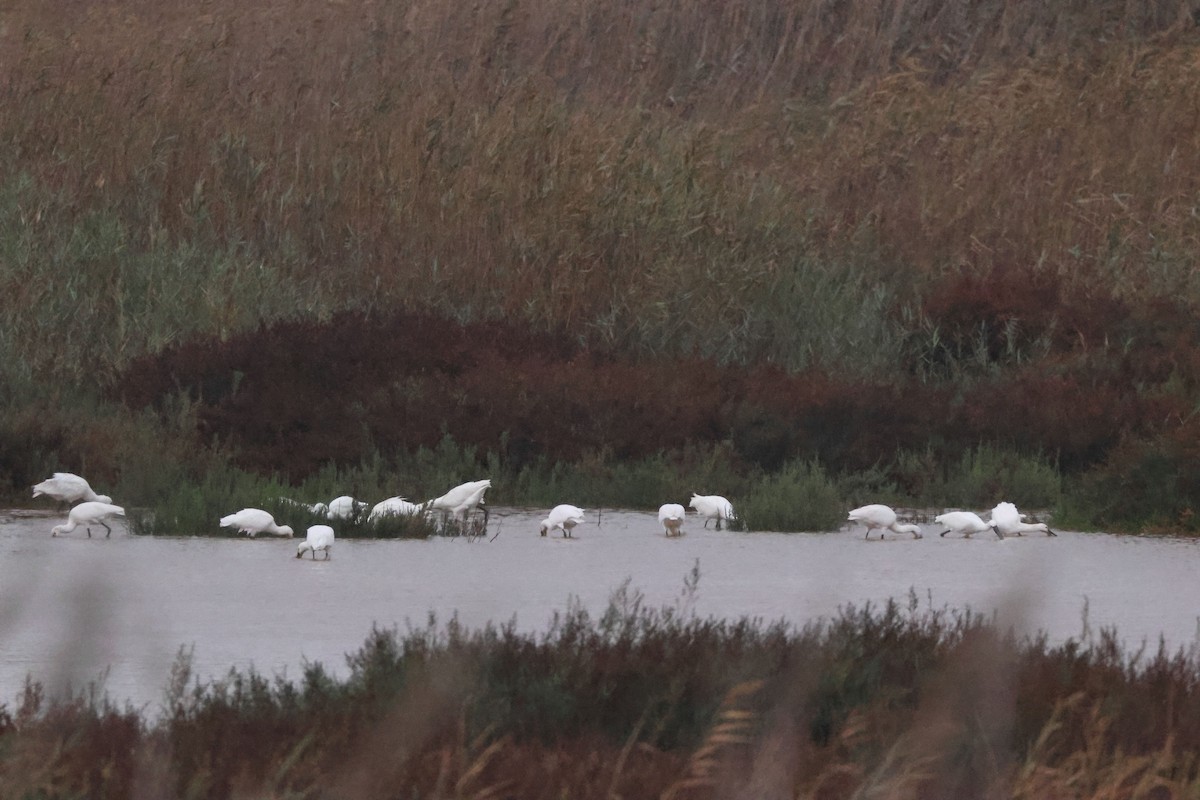 Spatola - ML646910370