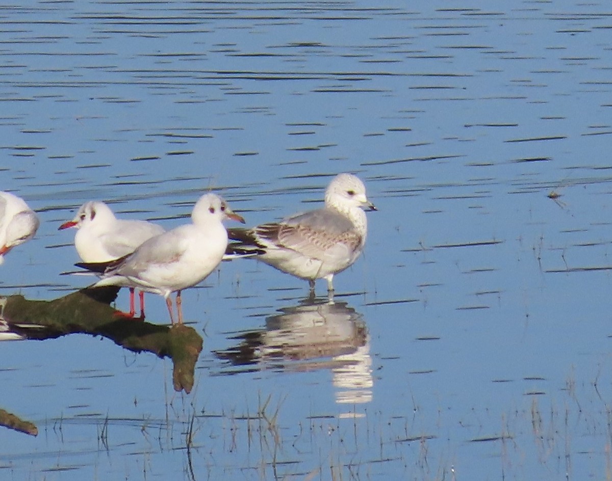 Common Gull - ML646910373