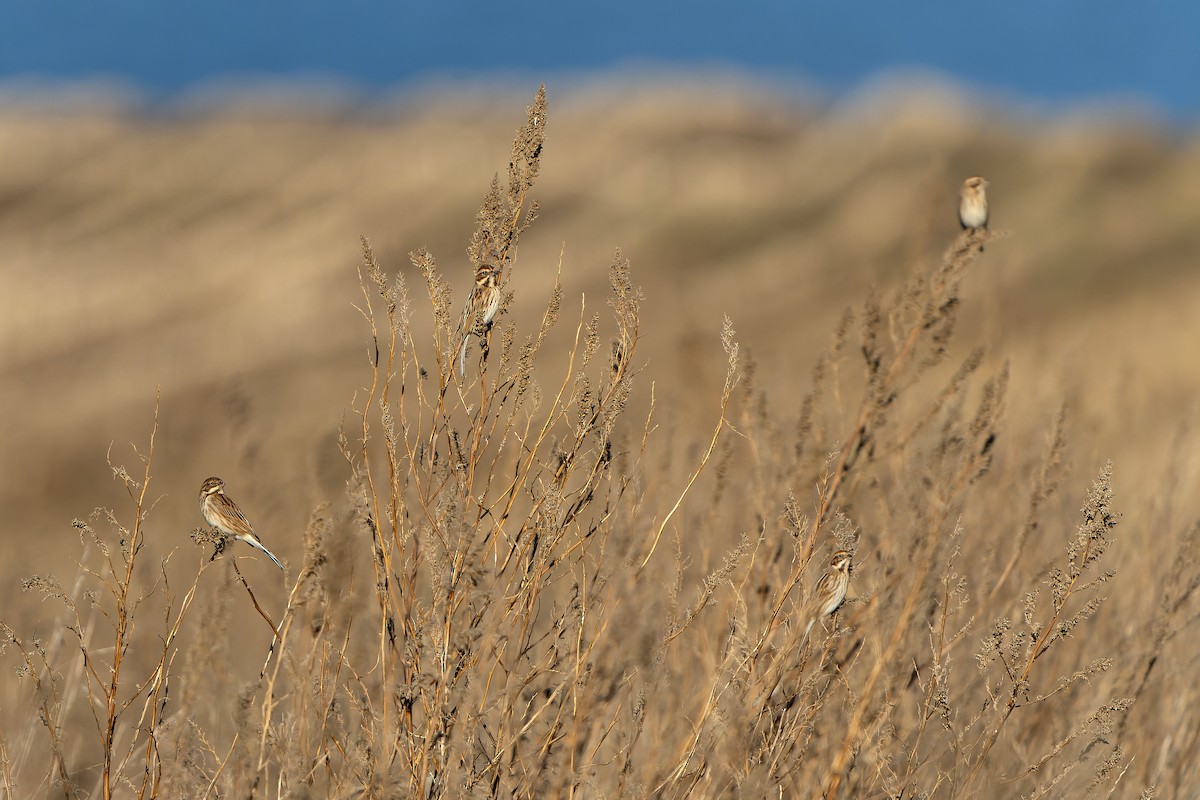Bataklık Çintesi - ML646910375