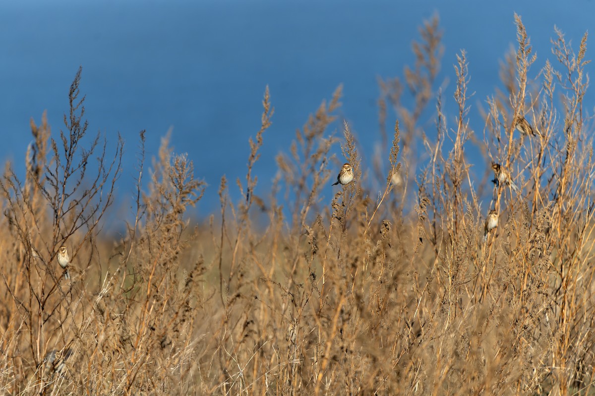 Bataklık Çintesi - ML646910376