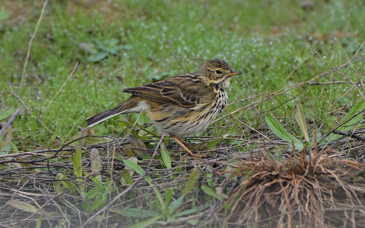 linduška luční - ML646910378