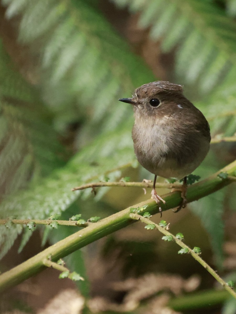 Pink Robin - ML646910394