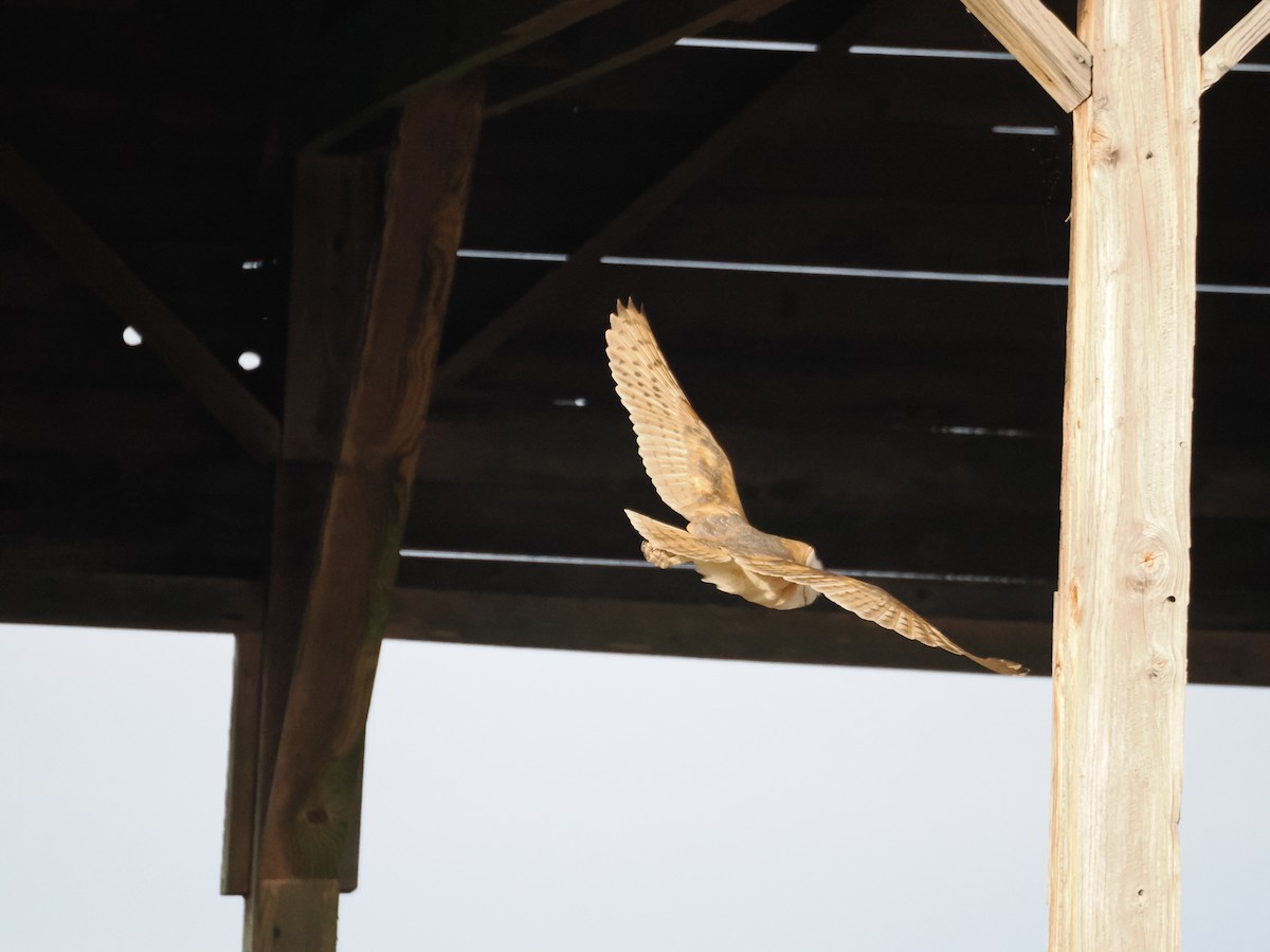 American Barn Owl - ML646910397