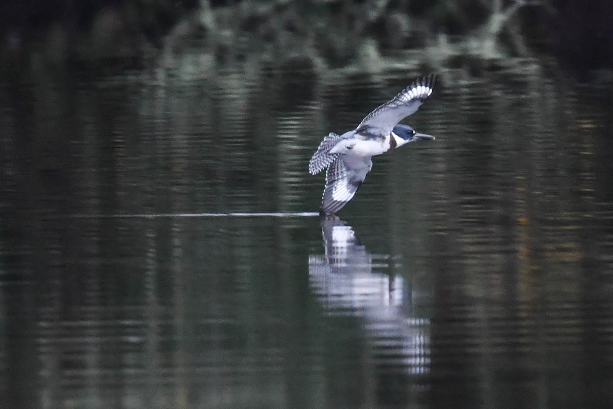 rybařík pruhoprsý - ML646910405