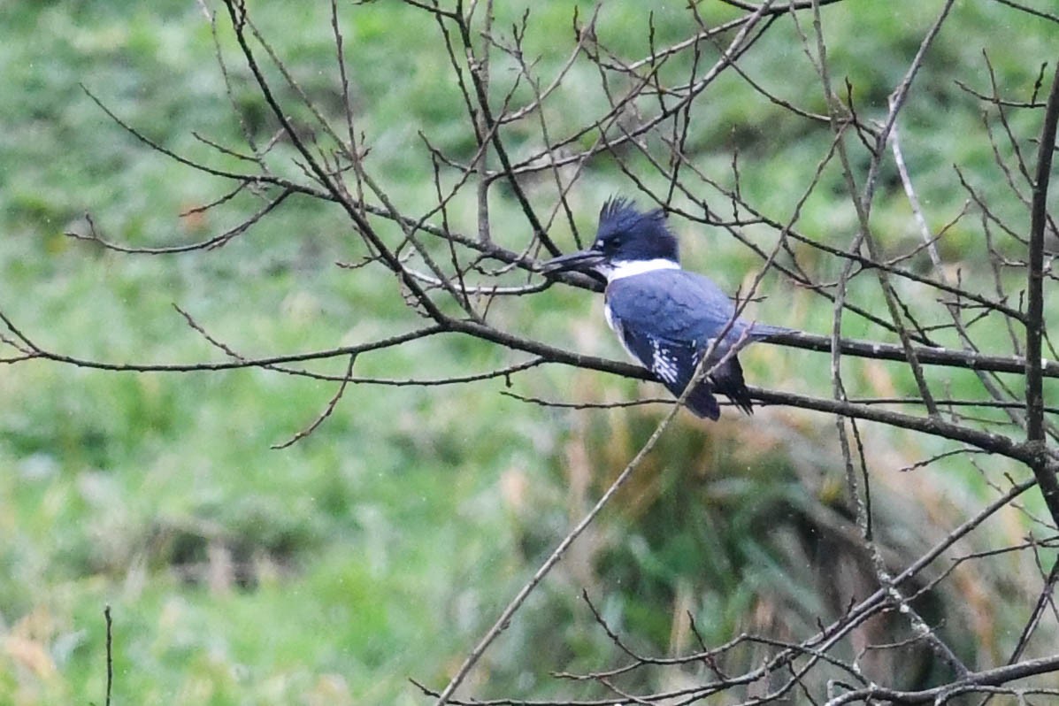 rybařík pruhoprsý - ML646910406