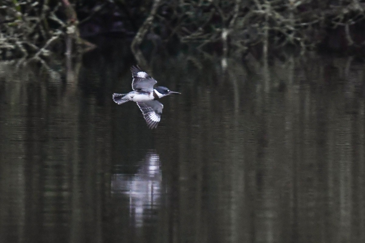 rybařík pruhoprsý - ML646910407