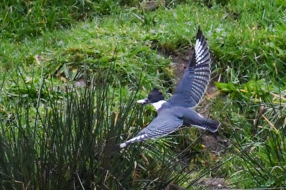 rybařík pruhoprsý - ML646910408