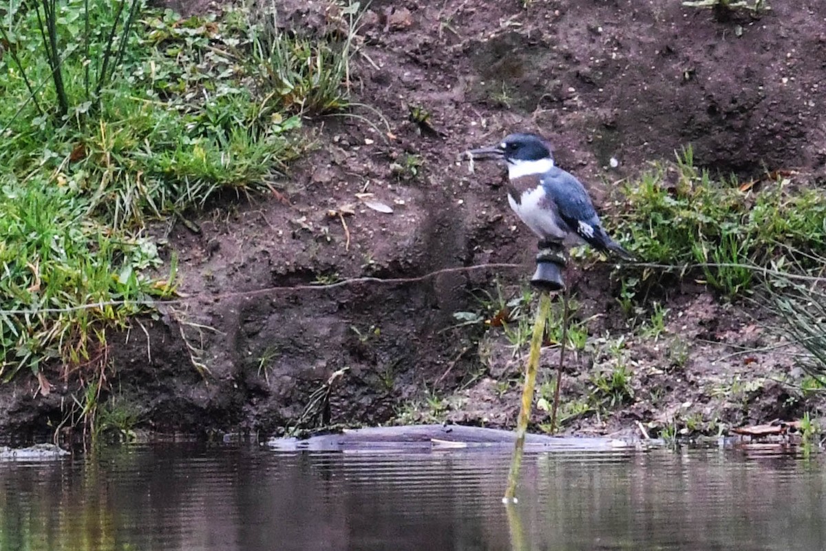 rybařík pruhoprsý - ML646910409