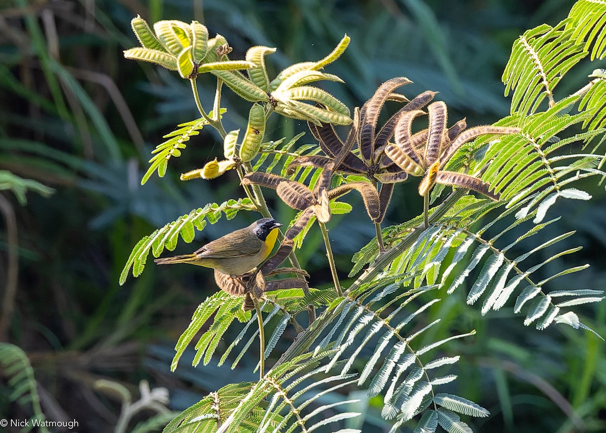 カオグロアメリカムシクイ - ML646910414