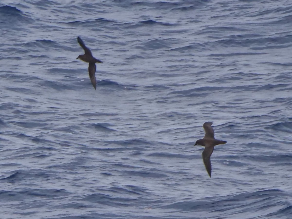 Тайфунник довгокрилий - ML646910415