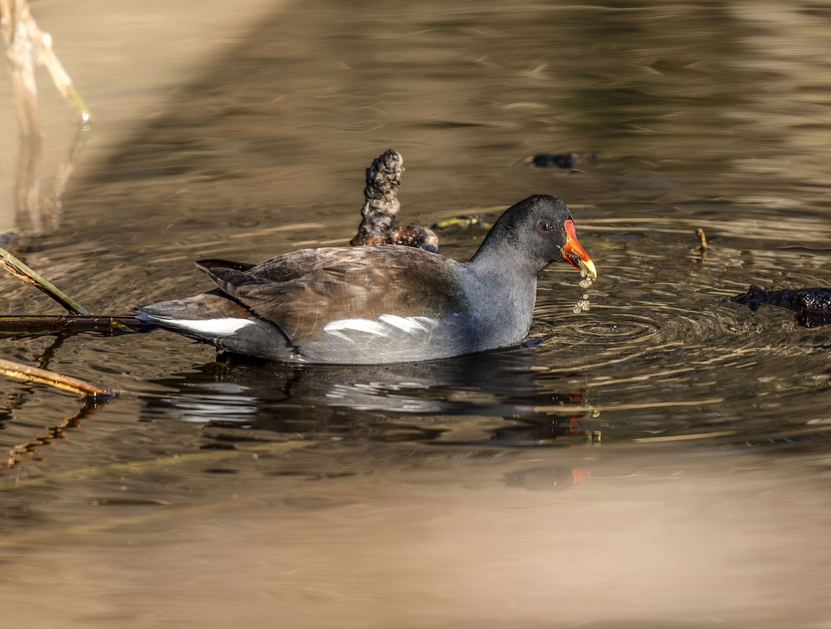 Gallinule d'Amérique - ML646910428