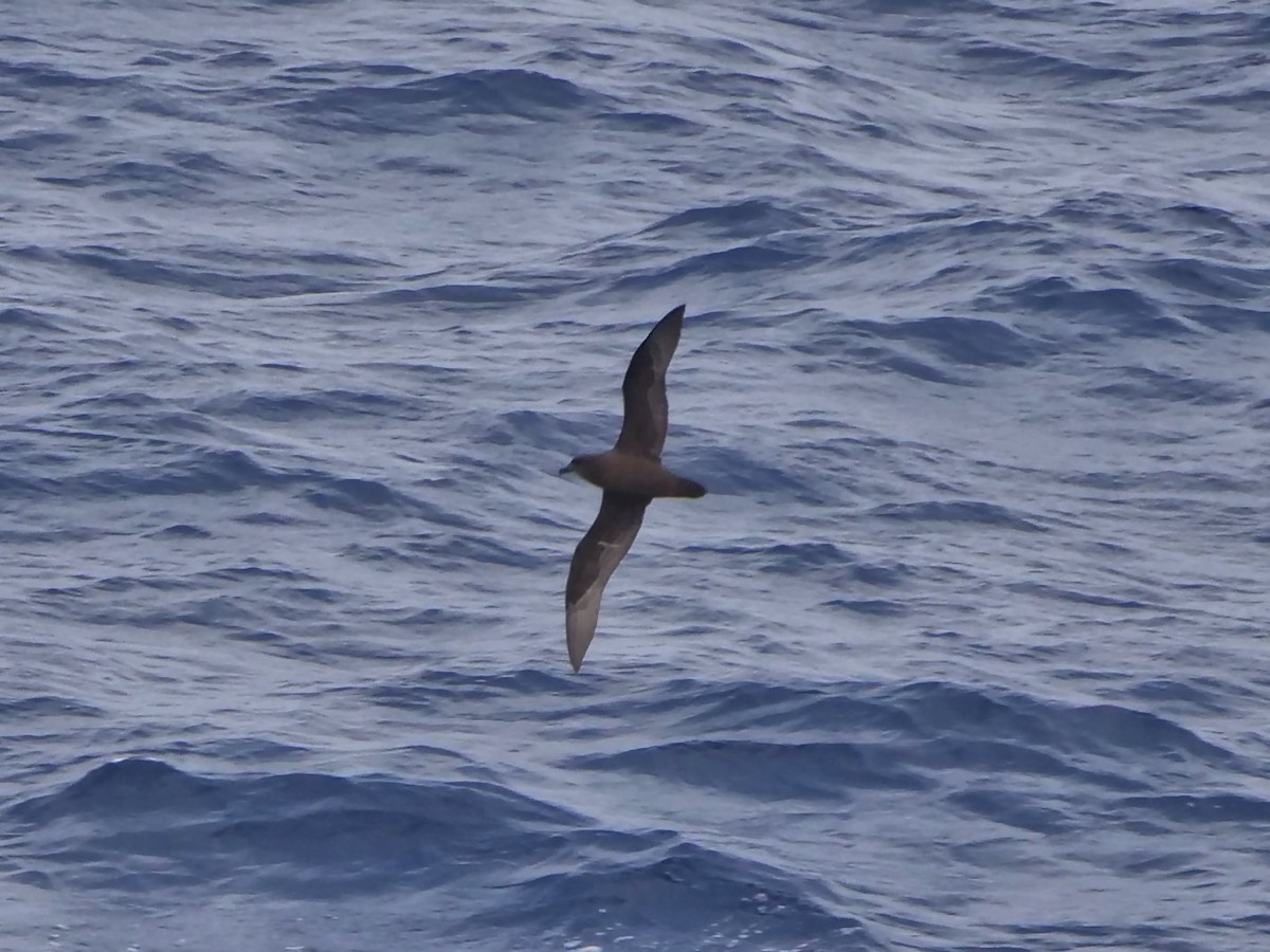 Тайфунник довгокрилий - ML646910431