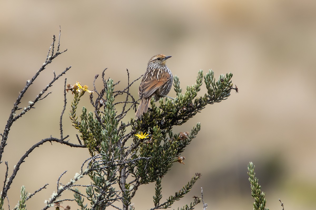 Many-striped Canastero - ML646910434