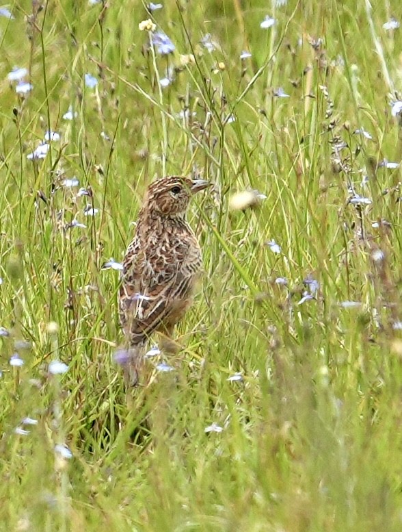 Eastern Clapper Lark - ML646910444