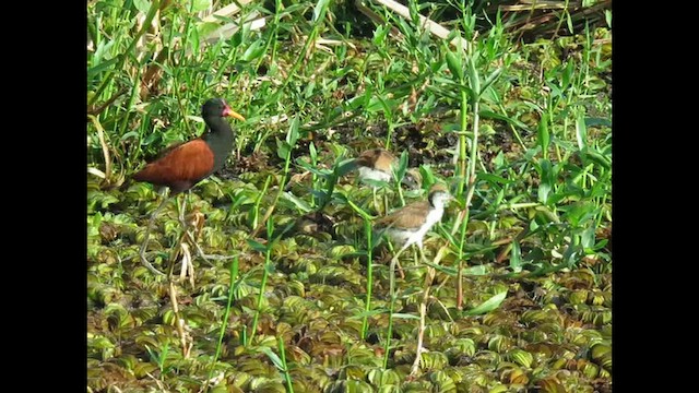 Якана червонолоба - ML646910458