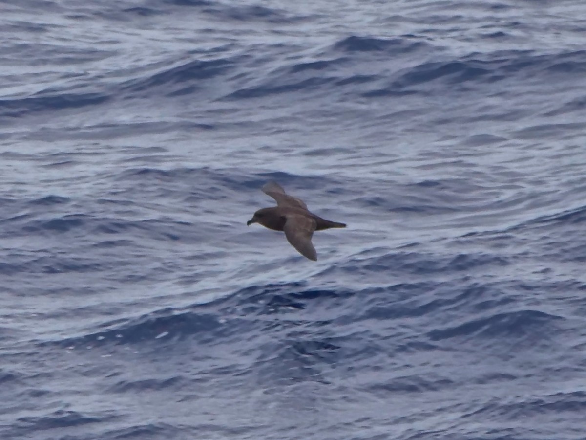 Тайфунник довгокрилий - ML646910460