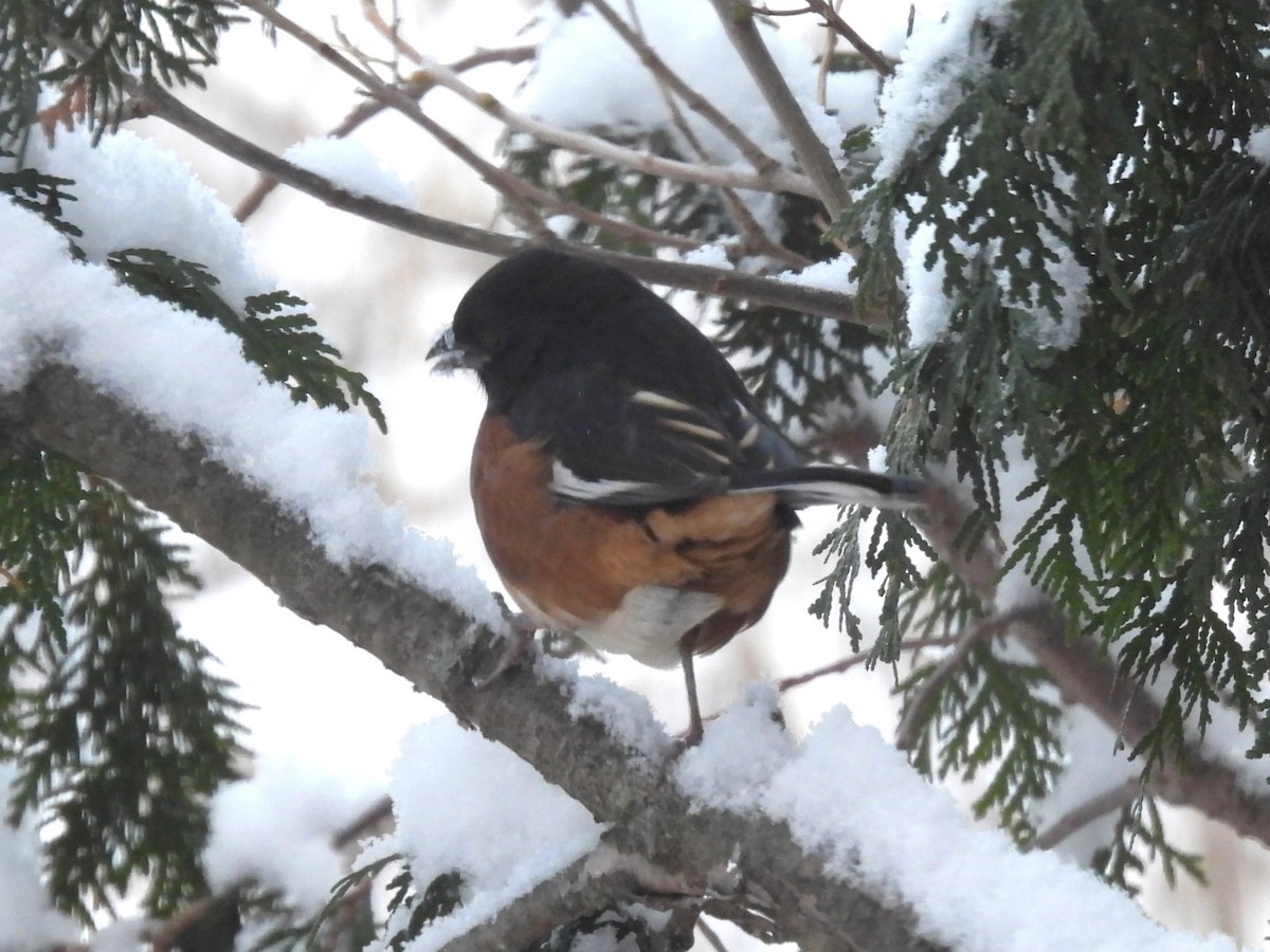 rødsidetovi - ML646910461